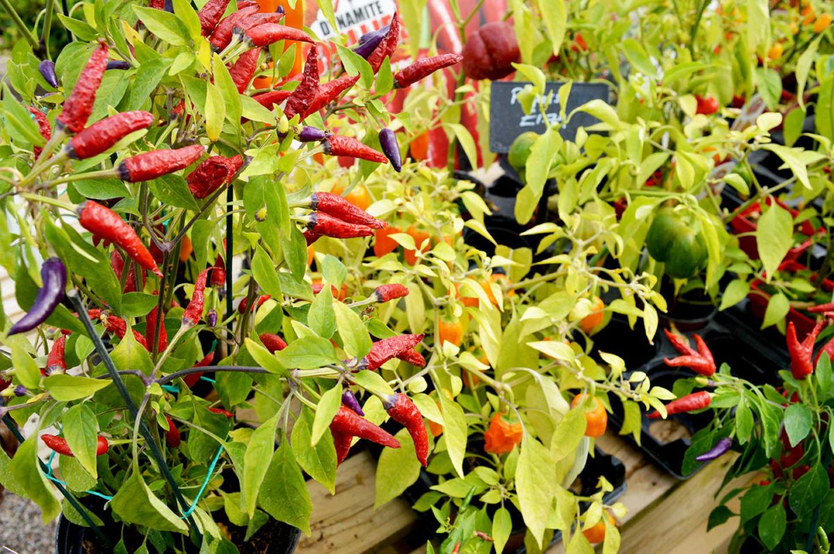 chilli-plant-the-barn